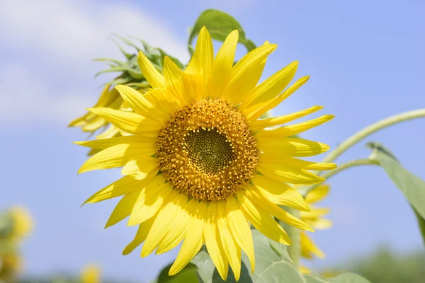 Closeup of sunflower — Stock Photo, Image