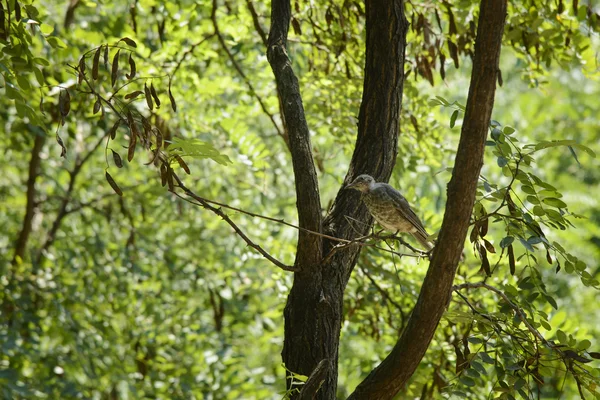 Young rufous turtle dove — Stock Photo, Image