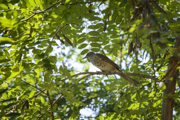 Young rufous turtle dove — Stock Photo, Image