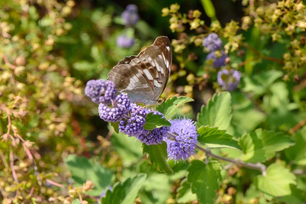 Caryopteris incana flowrs with a butterfly — Stock Photo, Image