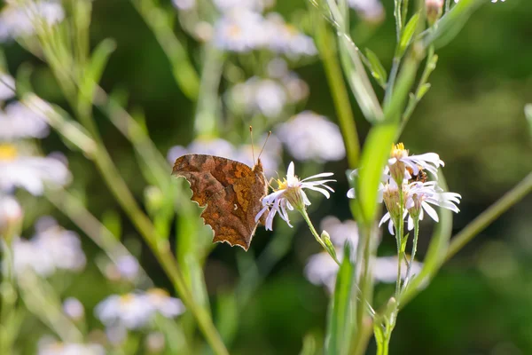 Brown butterfly on a white flower — Stock Photo, Image