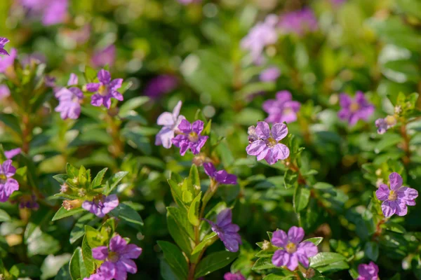 Violette Farbe wilde Blumen — Stockfoto