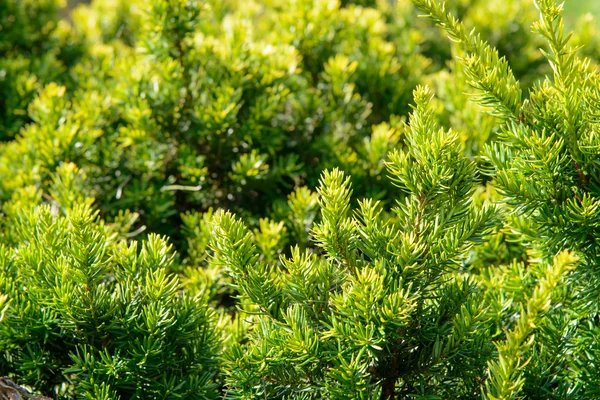 Closeup of yew branches — Stock Photo, Image