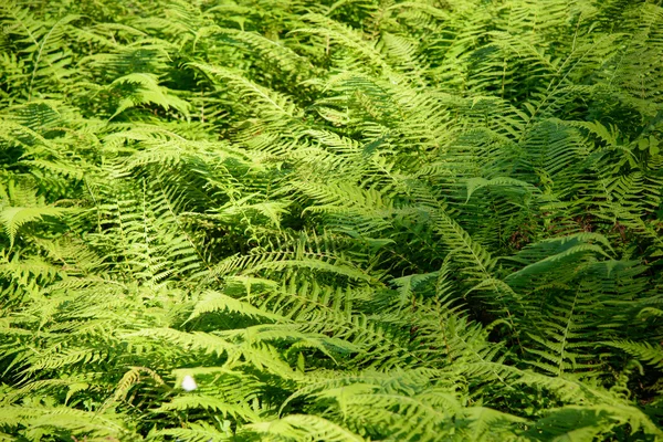 Feuilles vertes, une sorte de fougères — Photo