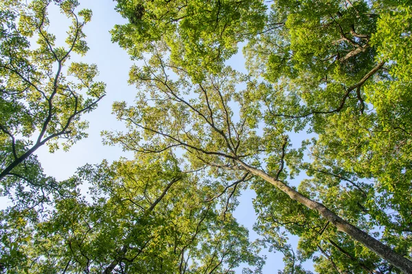 Branches avec soleil — Photo