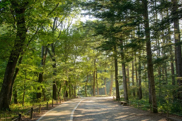 Straße im Wald — Stockfoto