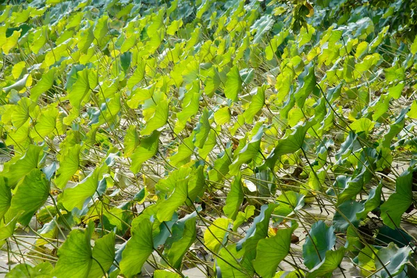 Lotus leaves — Stock Photo, Image