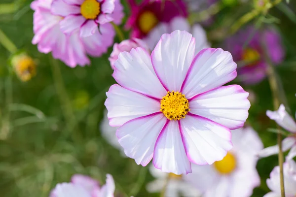 Cosmos flower — стоковое фото