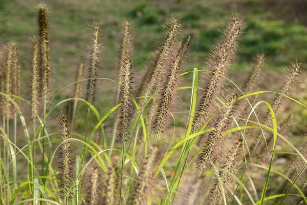 Colas de zorro en un campo — Foto de Stock