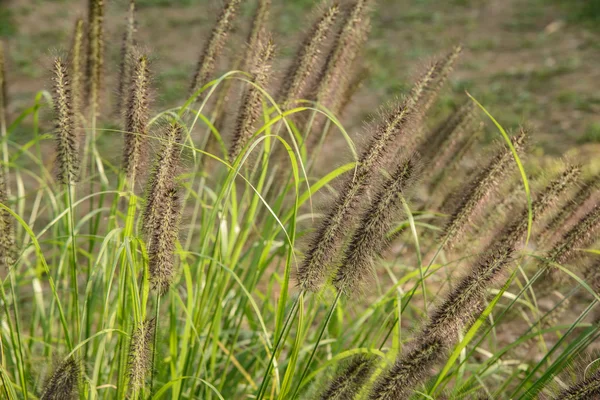 Colas de zorro en un campo —  Fotos de Stock