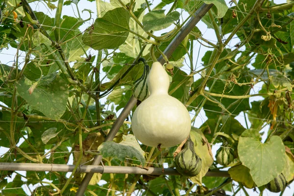 Fresh gourds — Stock Photo, Image