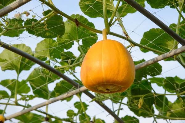 Hanging pumpkin — Stock Photo, Image