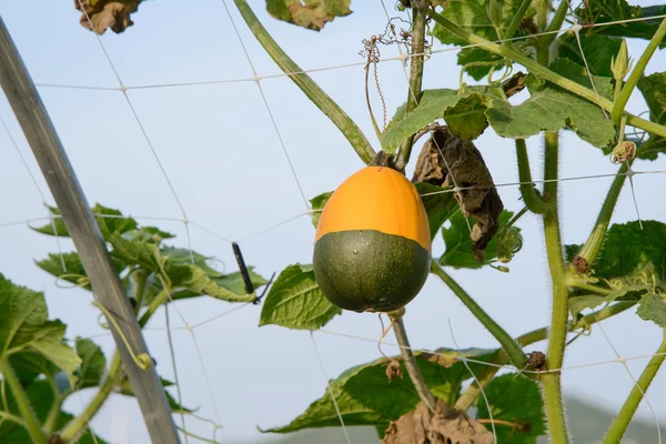 Hanging pumpkin — Stock Photo, Image