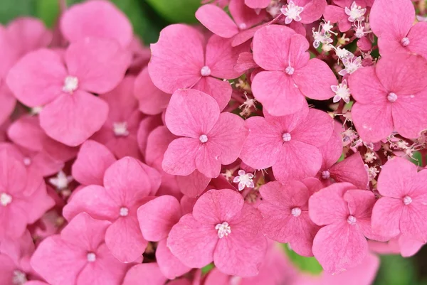 Närbild av hortensia rosa blomma — Stockfoto