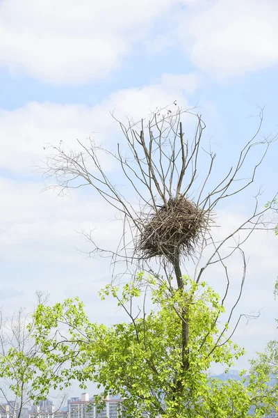 Гнездо сороки — стоковое фото