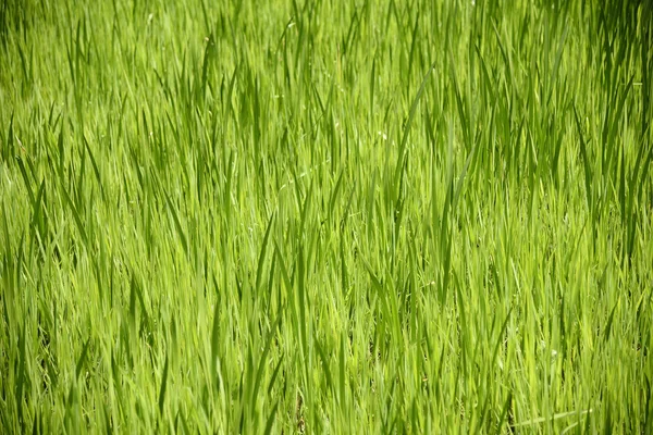 Närbild av grönt vatten gräs — Stockfoto
