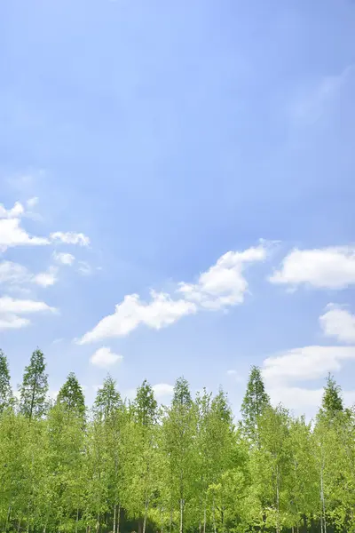 Ciel nuageux et grands arbres — Photo