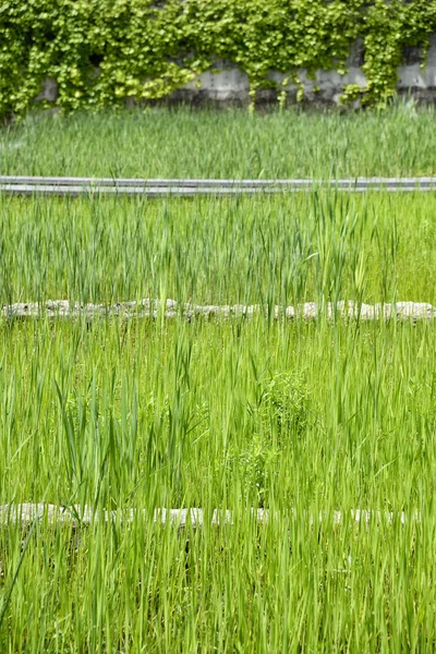 Closeup of green water grass — Stock Photo, Image