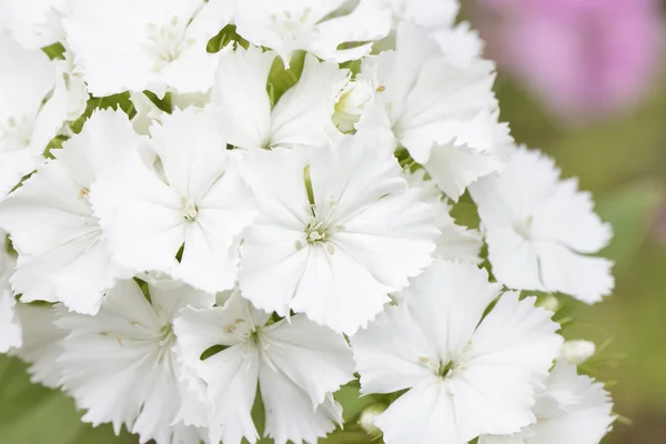 Nahaufnahme weißer Dianthus barbatus-Blüten — Stockfoto