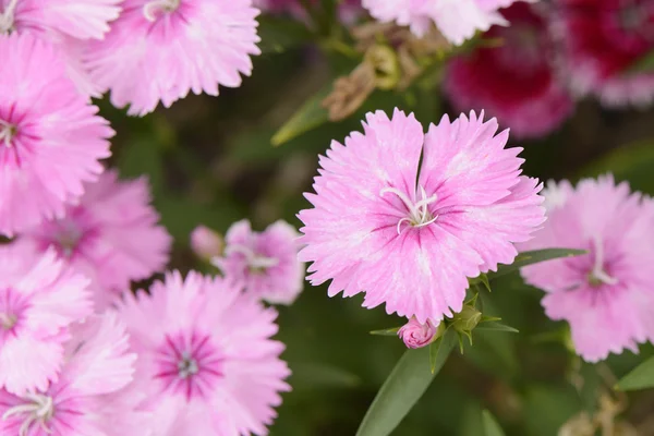Крупним планом рожеві квіти Dianthus barbatus — стокове фото