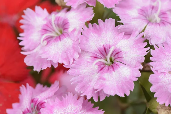 Nahaufnahme von rosa dianthus barbatus Blüten — Stockfoto