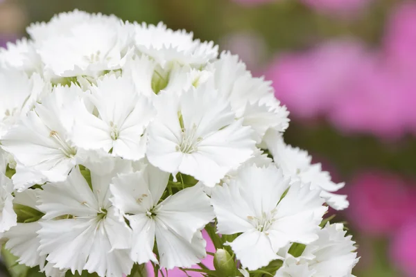 Nahaufnahme weißer Dianthus barbatus-Blüten — Stockfoto