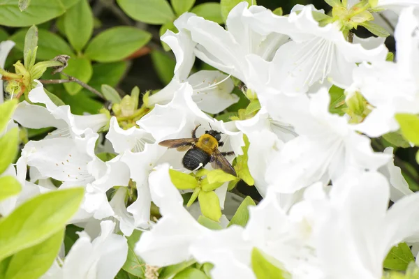Крупный план пчелы на белом цветке азалии — стоковое фото