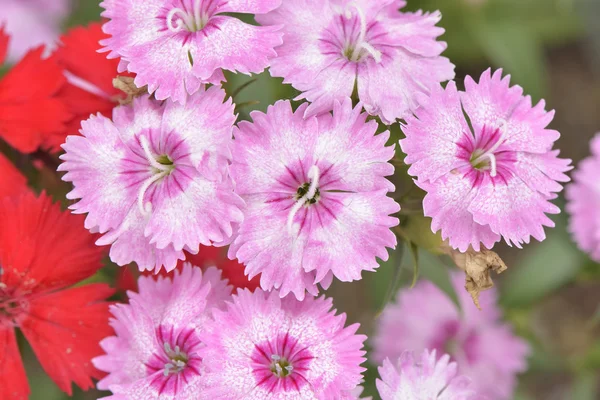 Крупним планом рожеві квіти Dianthus barbatus — стокове фото