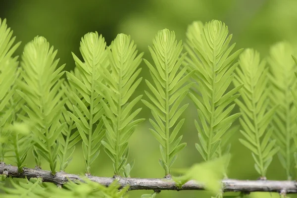 Closeup of taxodium distichum sprouts — Stock Photo, Image