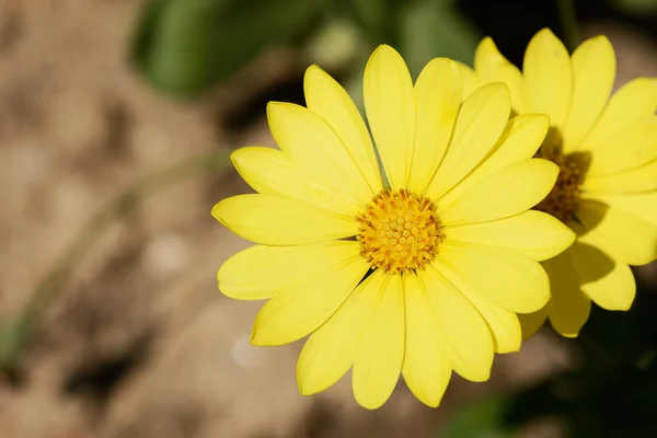 Žlutá dimorphotheca květiny — Stock fotografie