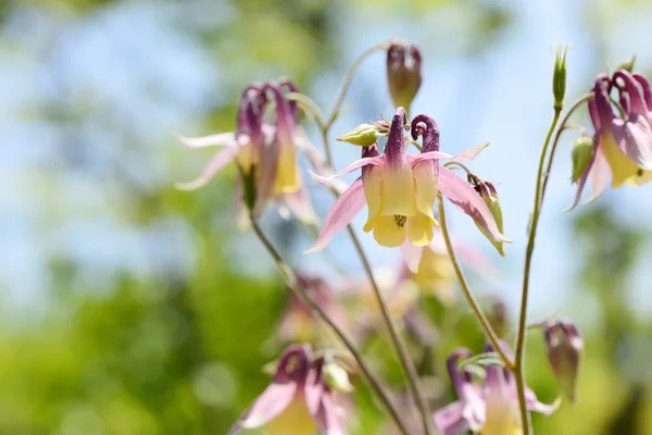 Closeup columbine červené květy na jaře — Stock fotografie