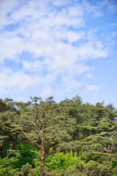 Molnig himmel och tall träd — Stockfoto