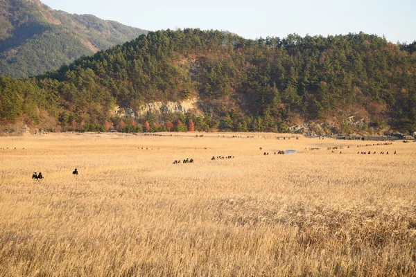 Reeds campo e calçadão em Sunchoen Bay, na Coreia — Fotografia de Stock