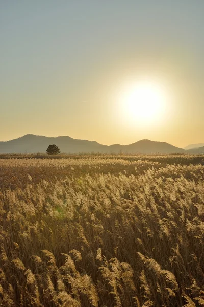 Campo de paisaje de cañas en Suncheon Bay en Corea —  Fotos de Stock