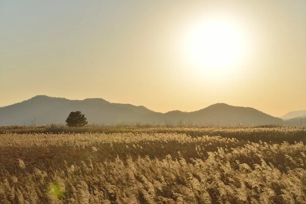 Krajina, pole rákosí v Suncheon Bay v Koreji — Stock fotografie