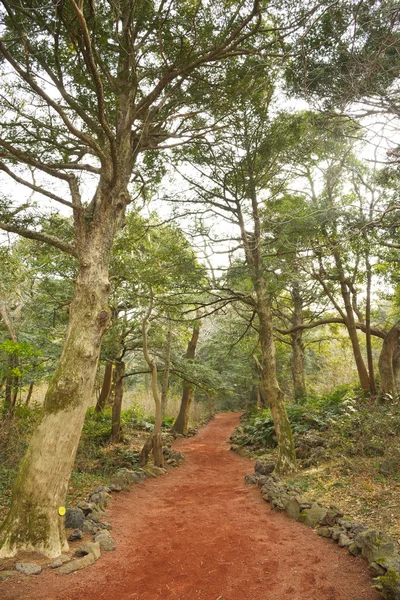 Muskatnuss-Waldpark auf der Insel Jeju, auf Koreanisch Bijarim genannt — Stockfoto