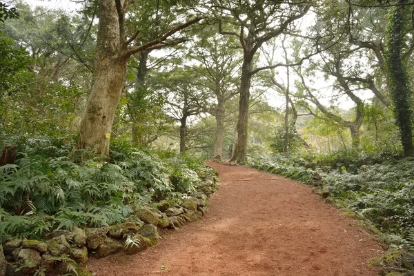 Muskottipähkinä Forest Park Jeju Island, nimeltään Bijarim Korean — kuvapankkivalokuva