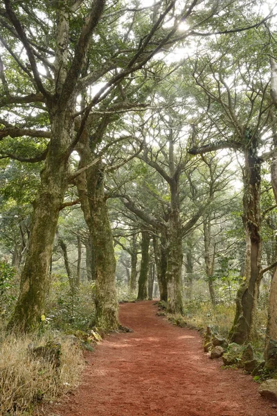 Parc forestier de noix de muscade dans l'île de Jeju, appelé Bijarim en coréen — Photo