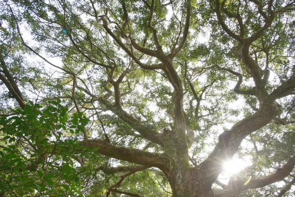 Дерево мускатного ореха с подсветкой в Национальном парке мускатного ореха в Джедже — стоковое фото