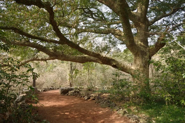 제주 섬, 육 두 구 삼림 공원에에서 Bijarim 라는 — 스톡 사진