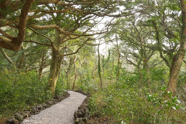 Parc forestier de noix de muscade dans l'île de Jeju, appelé Bijarim en coréen — Photo