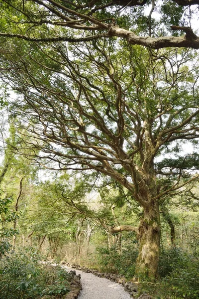 Parc forestier de noix de muscade dans l'île de Jeju, appelé Bijarim en coréen — Photo