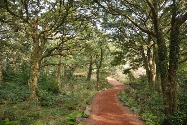 Muskatnuss-Waldpark auf der Insel Jeju, auf Koreanisch Bijarim genannt — Stockfoto