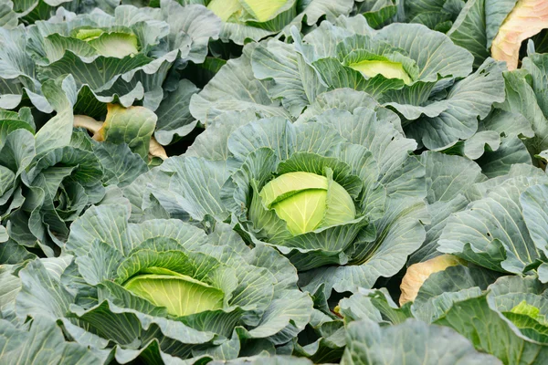 Campo di cavolo pronto per la raccolta nell'isola di Jeju, Corea — Foto Stock