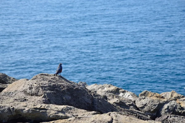 蓝色的小鸟在海边的岩石 — 图库照片
