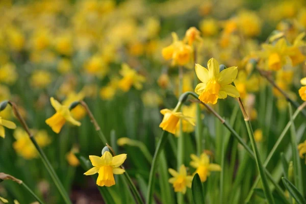 Full blown narcissus flowers in a garden — Stock Photo, Image