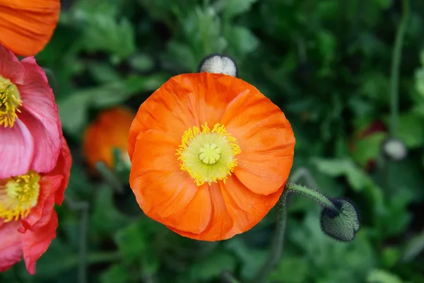 Närbild av vallmo blomma i full blossom — Stockfoto