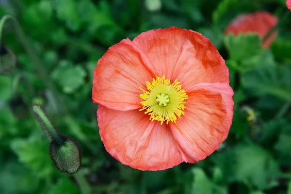 Closeup of poppy flower in full blossom — Stock Photo, Image