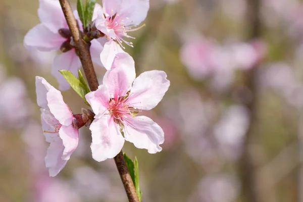 Närbild av persika blomma i full blom — Stockfoto