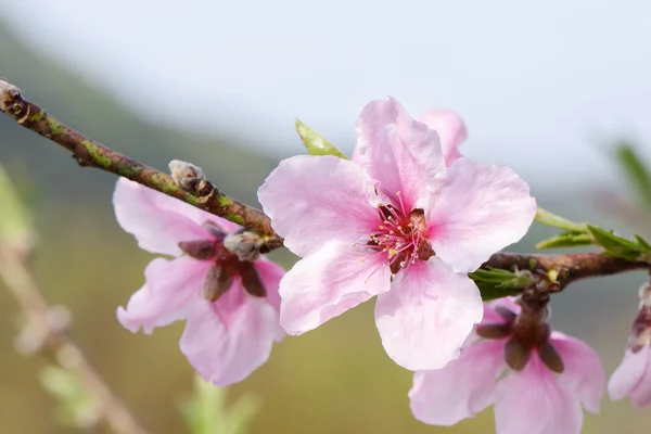 Primo piano di fiori di pesco in piena fioritura — Foto Stock